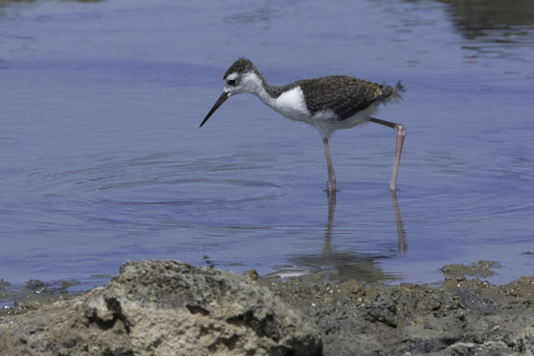Santa Cruz - Amerikaanse steltkluut - Himantopus mexicanus (j)