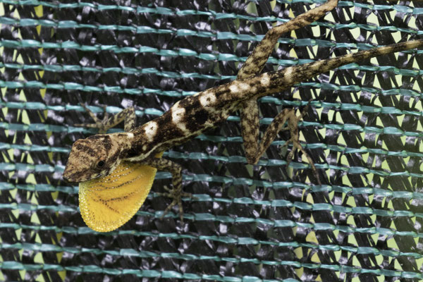 Montaña de Pelicano - Bruine anolis - Anolis sagrei