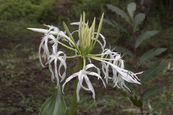 Da Lat - Trúc Lâm klooster haaklelie - Crinum asiaticum