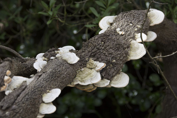 Tower Hill - witte bultzwam - Trametes gibbosa