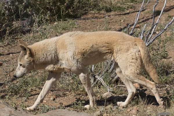 Alice Springs - Dessert park - dingo - Canis lupus dingo