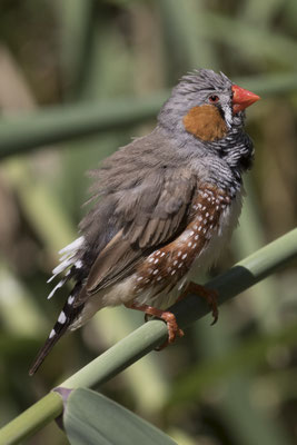 Alice Springs - Dessert park - zebravink - Taeniopygia guttata