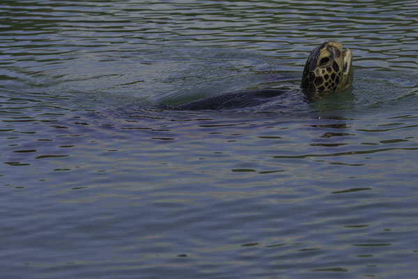 Santa Cruz - groene zeeschildpad - Chelonia mydas