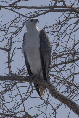 Yellow river - witbuikzeearend - Icthyophaga leucogaster