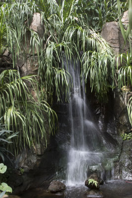 Bogor - tuin