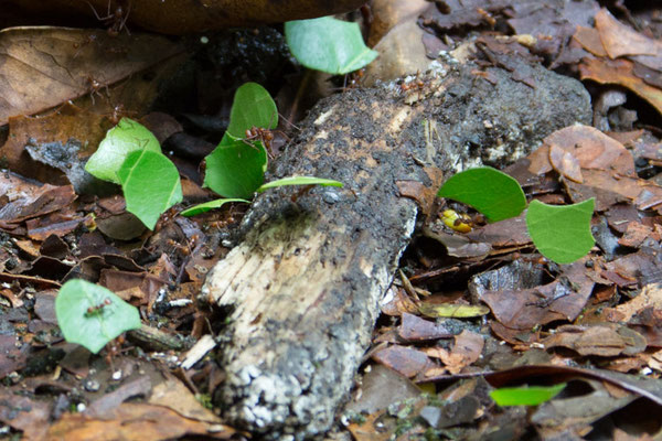 Tortuguero - Bladsnijdermier - Atta cephalotes