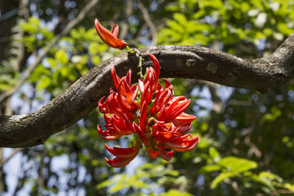 Bogor - Rode jadebloem - Mucuna benettii
