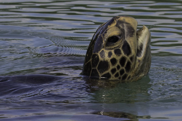 Santa Cruz - groene zeeschildpad - Chelonia mydas