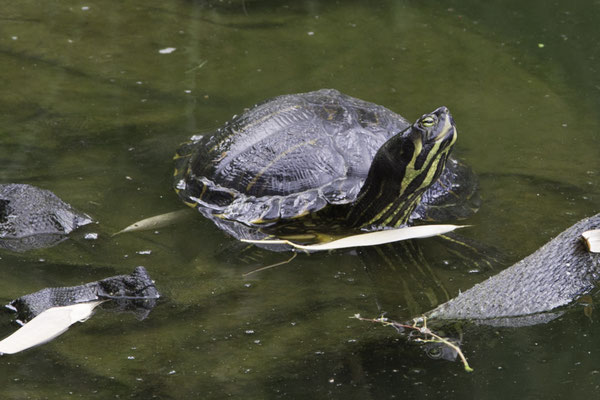 Matsumoto kasteel moerasschildpad -Pseudemys nelsoni