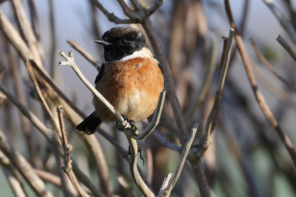 roodborsttapuit - Saxicola rubicola