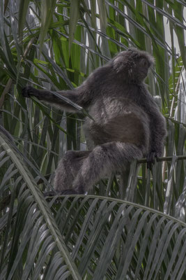 mutslangoer - Trachypithecus cristatus