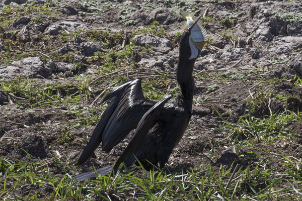 Yellow river - Australische slangehalsvogel - Anhinga novaehollandiae met baars - Amniataba percoides