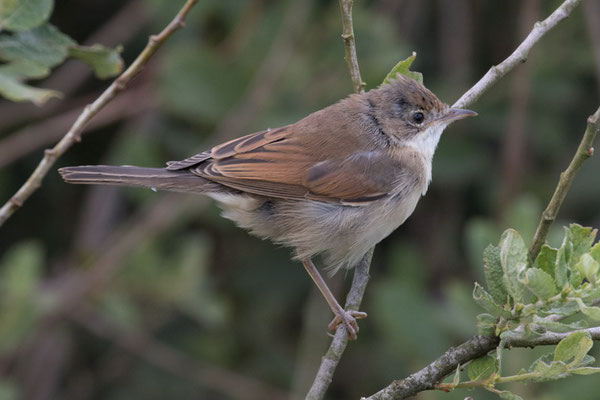 Grasmus - Sylvia communis