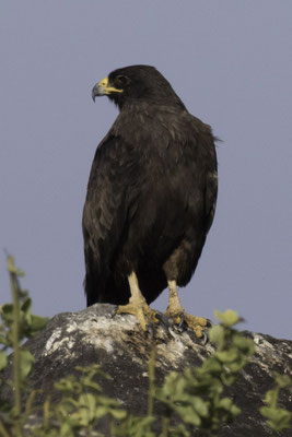 Isla Espanola & Gartner island - galápagosbuizerd - Buteo galapagoensis