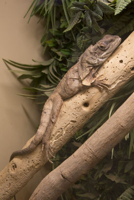 Alice Springs - Reptile centre - kraaghagedis - Chlamydosaurus kingii