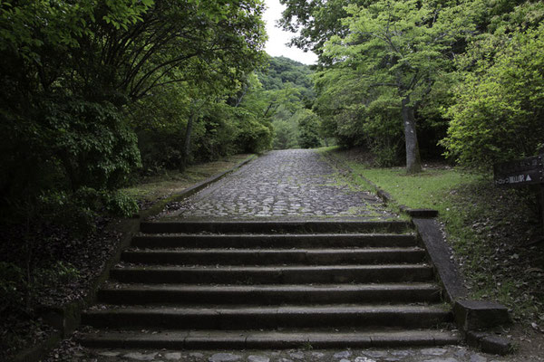 Kyoto - bamboebos