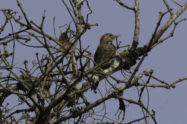 Monteverde - Olijfrugspecht - Colaptes rubiginosus