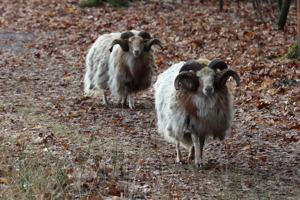 Boswachterij Borger Drents heideschaap - Ovis Aries