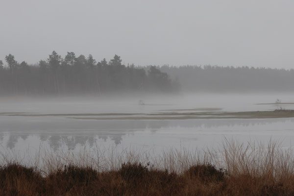 Dwingelderveld