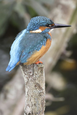 IJsvogel  - Alcedo atthis