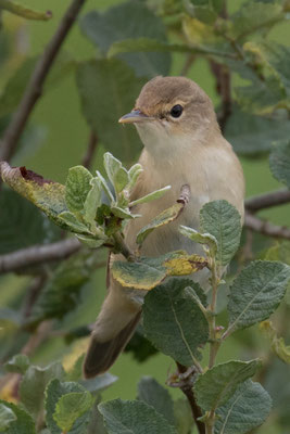 Kleine karrekiet - Acrocephalus scirpaceus