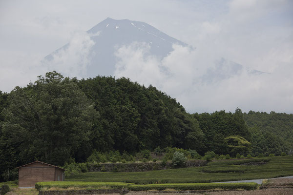 Fuji theevelden