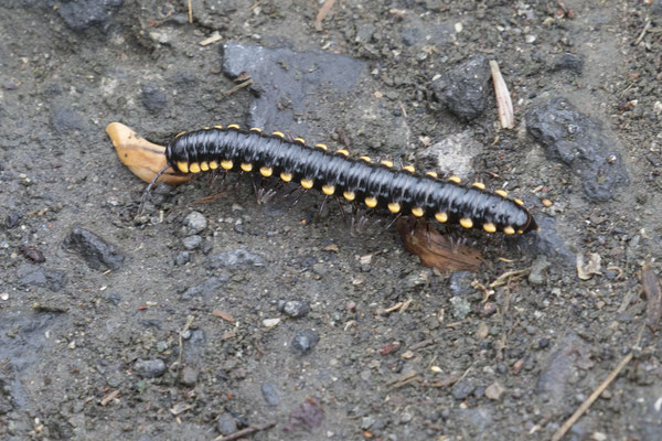 miljoenpoot - Anoplodesmus saussurii