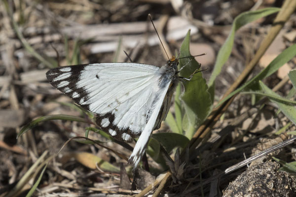 Cape Otway - pionierwitje - Belenois aurota