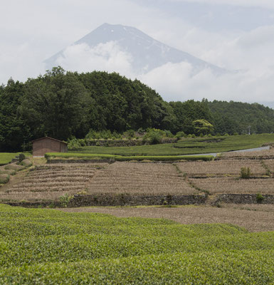 Fuji theevelden