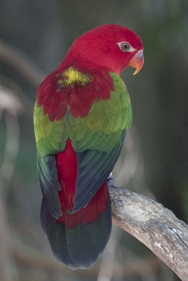 Australische koningsparkiet - Alisterus scapularis