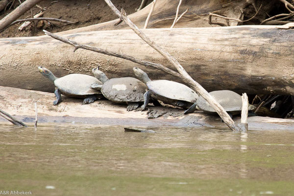 Geelgevlekte rivierschildpad - Manu rivier