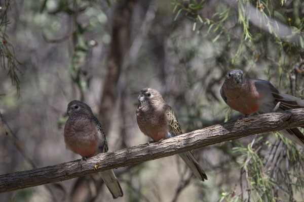 Alice Springs - Dessert park - Bourkeparkiet - Neopsephotus bourkii