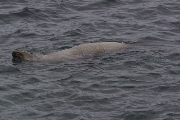 Bartolomé & Santiago island - galapagoszeeleeuw - Zalophus wollebaeki