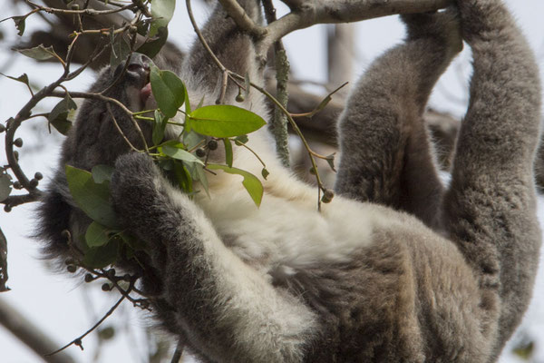 Koala - Phascolarctos cinereus