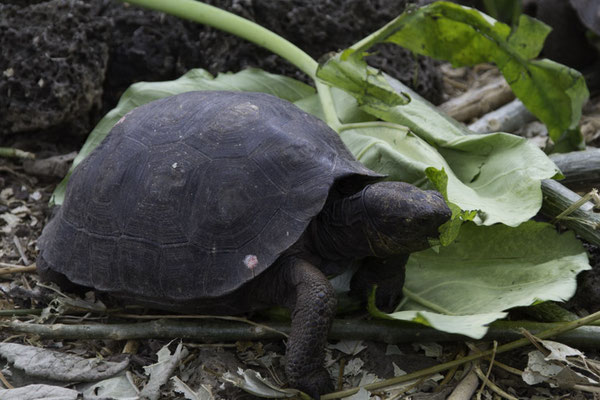 Santa Cruz - Galapagos reuzenschildpad - Geochelone elephantopus