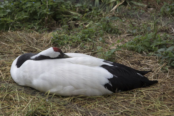 Ueno park zoo eend