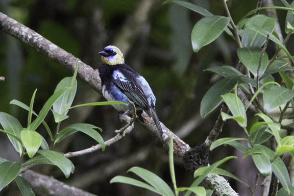 Talamanca reserve - purpermaskertangare - Stilpnia larvata