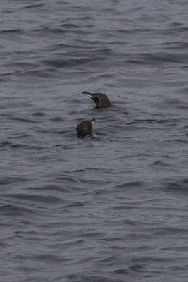 Bartolomé & Santiago island - galapagospinguïn - Spheniscus mendiculus