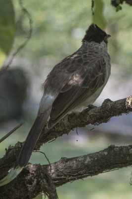 Bogor - roetkopbuulbuul -Pycnonotus aurigaster
