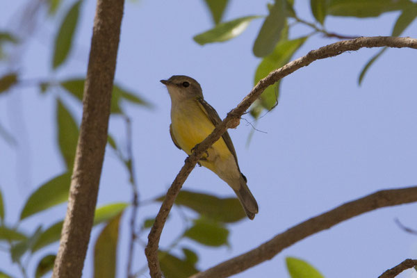 Katherine River walk - citroenbuikvliegenvanger - Microeca flavigaster
