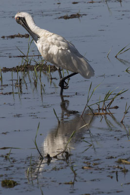 Yellow river - Koningslepelaar - Platalea regia