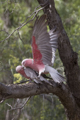 Alice Springs - botanische tuin - roze kaketoe - Eolphus roseicapilla