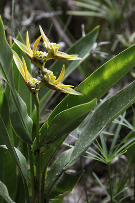 Talamanca reserve - Papegaaibloem - Heliconia psittacorum L