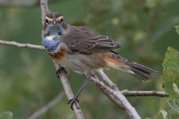 Blauwborst - Luscinia svecica