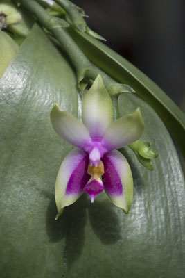 Bogor - vlinderorchidee - Phalaenopsis bellina