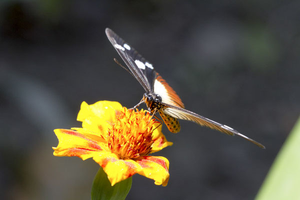 Vlinder - Kisoro