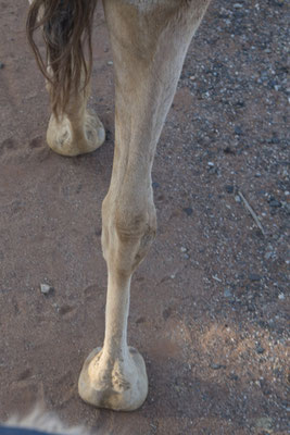 Alice Springs - kameelrit