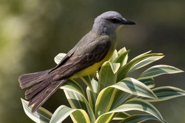  Arenal - tropische koningstiran - Tyrannus melancholicus