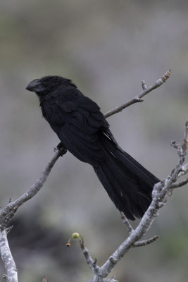 Isla Floreana - kleine ani - Crotophaga ani