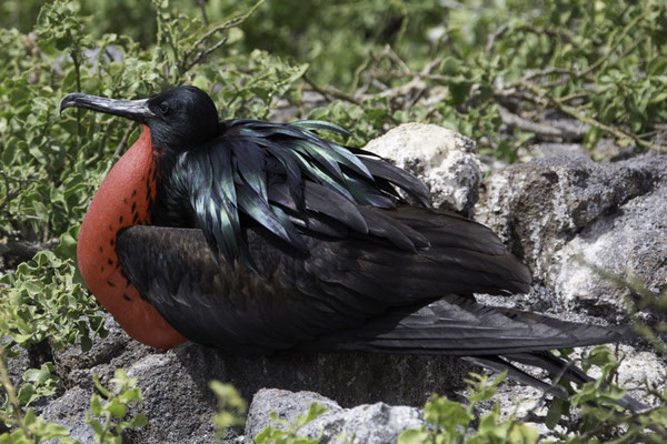 Genovesa - Fregatvogel - Fregata minor